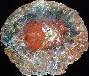 Petrified: Petrified Wood