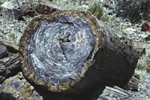 Rings: Petrified Wood
