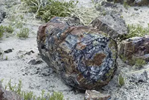 Rings: Petrified Wood
