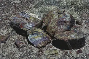 Petrified: Petrified Wood