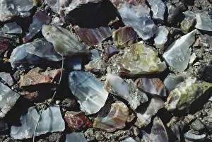 Pieces: Petrified Wood