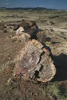 Petrified: Petrified Wood