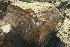 Rings: Petrified Wood