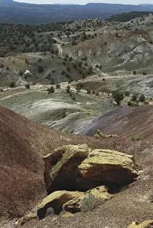 Petrified: Petrified Wood