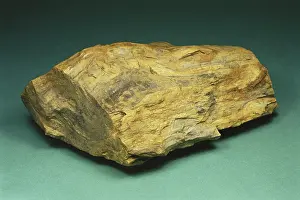 Primitive: Petrified Wood