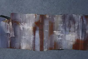 Petrified: Petrified Wood