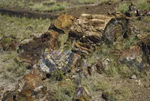 Rings: Petrified Wood