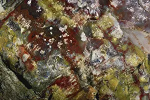 Petrified: Petrified Wood