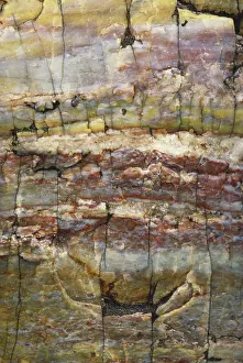 Petrified: Petrified Wood