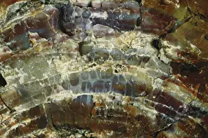 Rings: Petrified Wood