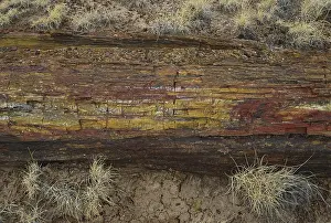 Petrified: Petrified Wood