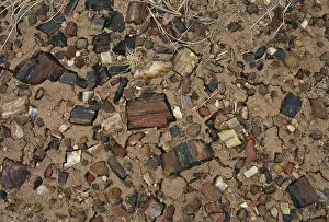 Pieces: Petrified Wood