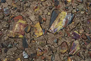 Pieces: Petrified Wood