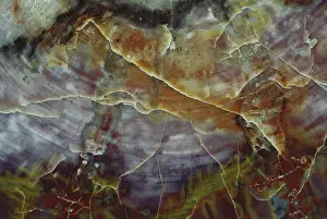 Rings: Petrified Wood