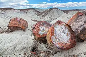 Petrified: Petrified wood, Petrified Forest National Park
