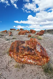 Petrified: Petrified wood, Petrified Forest National Park