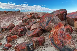 Petrified: Petrified wood, Petrified Forest National Park