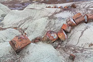 Petrified: Petrified wood, Petrified Forest National Park