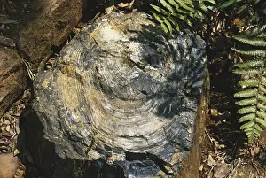 Rings: Petrified Wood in South Africa