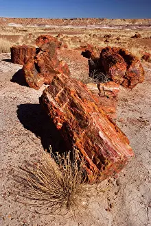 Scattered: Petrified Wood - tree trunks lying scattered in the badlands