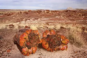 Scattered: Petrified Wood - tree trunks lying scattered in the badlands