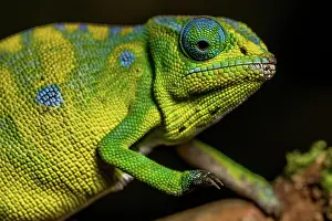 Furcifer: Petters petter's chameleon (Furcifer petteri), Montagne
