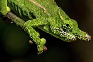 Furcifer: Petters petter's chameleon (Furcifer petteri), Montagne