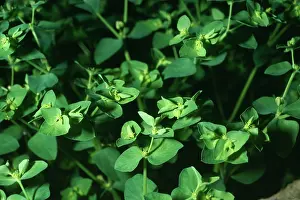 Spurges: Petty SPURGE