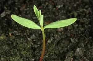 Spurge: Petty spurge seedling
