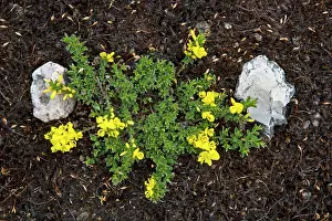 Gorse: Petty Whin