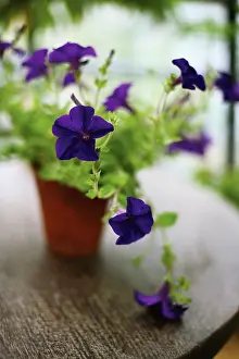 Petunia: Petunia