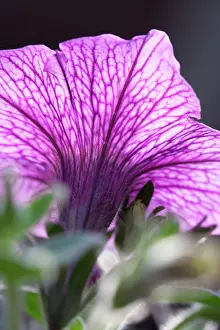 Petunia: Petunia