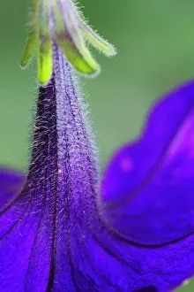 Petunia: Petunia