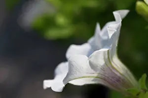 Petunia: Petunia