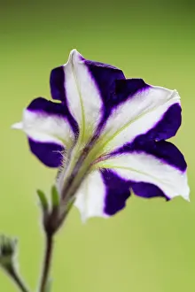Aloof: Petunia