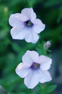 Grandiflora: Petunia