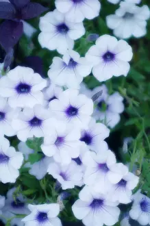 Grandiflora: Petunia