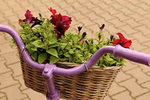 Petunia: Petunia