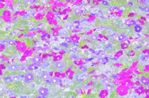 Inspiring: Petunia