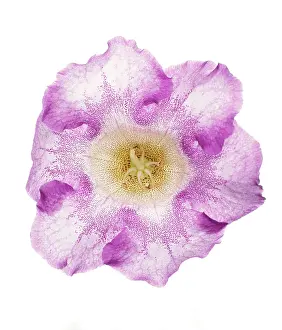 Petunia: Petunia