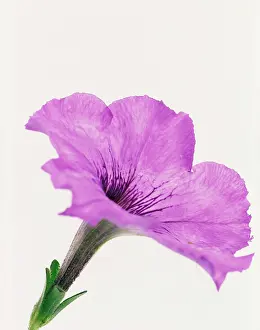 Petunia: Petunia