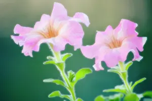 Petunia: Petunia