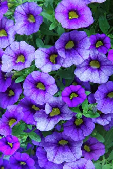Petunia: Petunia