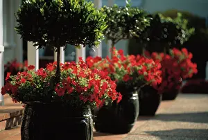 Nobilis: Petunia & Bay tree