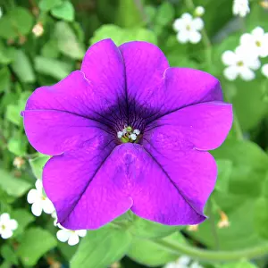 200620: Petunia flower, variety Volcano; popular garden