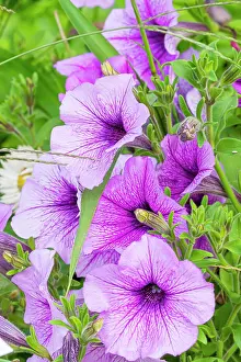 Vein: Petunia, Petunia hedgiflora Easy Wave Plum Vein, flowers