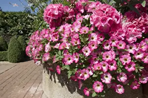 270919: Petunia Surfinia Coral Morn in stone tub - Norfolk