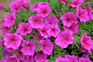 Petunia: Petunias - in garden