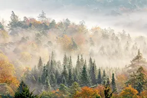 Wald: Pf&, x4b3a;er Wald, Fog, Autumn, Palatinate, Rhineland-Palati