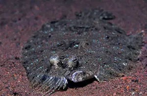 Peacock: Pfauen Butt (Pseudochromis steenei), Bali, Indopazifik